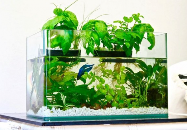 Aquarium modern dan canggih dengan sistem aquaponik